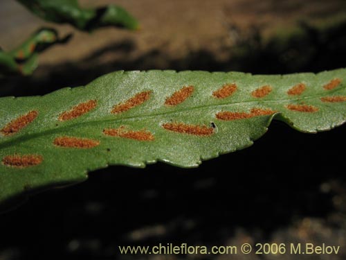 Polypodium feuillei의 사진